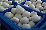 Перевозка грибов — цены на доставку грибов в 1-й Транспортной фото №2