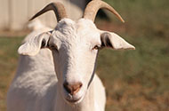 Перевозка коз — цены на доставку в 1-й Транспортной фото №3
