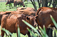 Перевозка крупнорогатого скота — цены на транспортировку животных в 1-й Транспортной фото №3