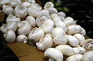 Перевозка грибов — цены на доставку грибов в 1-й Транспортной фото №3