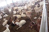 Перевозка коз — цены на доставку в 1-й Транспортной фото №2