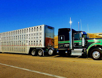 Перевозка крупнорогатого скота — цены на транспортировку животных в 1-й Транспортной фото №1