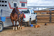 Перевозка лошадей — цены на транспортировку коней в 1-й Транспортной фото №2