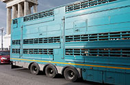 Перевозка лошадей — цены на транспортировку коней в 1-й Транспортной фото №3