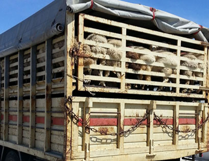 Перевозка овец — цены на транспортировку овец в 1-й Транспортной фото №1
