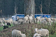Перевозка овец