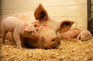 Перевозка свиней — цены на доставку в 1-й Транспортной фото №3