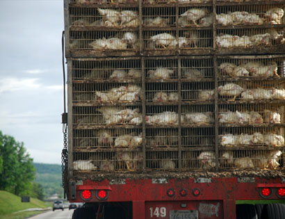 Перевозка птиц — цены на транспортировку птиц в 1-й Транспортной фото №1