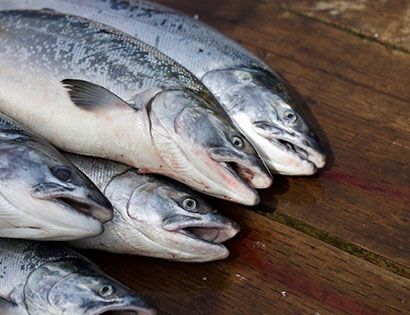 Перевозка рыбы — цены на доставку живой и замороженной рыбы в 1-й Транспортной фото №1