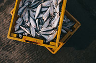 Перевозка рыбы — цены на доставку живой и замороженной рыбы в 1-й Транспортной фото №2