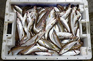 Перевозка рыбы — цены на доставку живой и замороженной рыбы в 1-й Транспортной фото №3