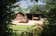 Перевозка цирковых и зоопарковых животных