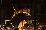 Цены на перевозку цирковых, зоопарковых и диких животных фото №3