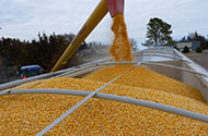 Зерновые перевозки — цены на доставку зерновых грузов в 1-й Транспортной фото №3