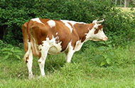 Перевозка домашнего скота — выгодные цены от 1-й Транспортной фото №3