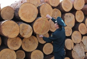 211 миллионов на лесе: Читинские таможенники расследуют контрабанду стратегической древесины