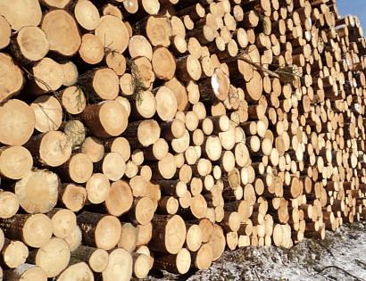 211 миллионов на лесе: Читинские таможенники расследуют контрабанду стратегической древесины-1