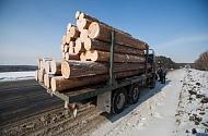 211 миллионов на лесе: Читинские таможенники расследуют контрабанду стратегической древесины фото №3