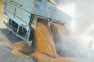 Тарифы на перевозки зерна растут, прибыль падает-2
